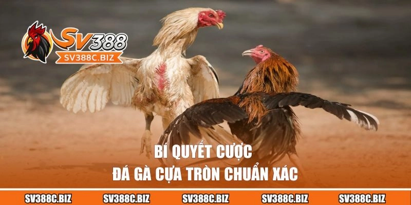 Bí quyết cược đá gà cựa tròn chuẩn xác