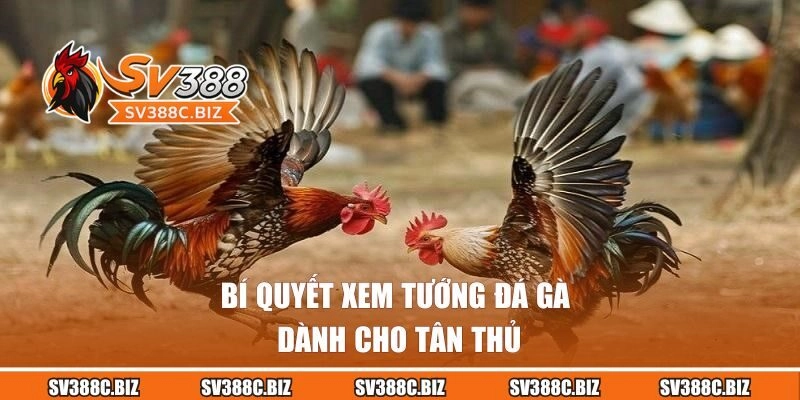 Bí quyết xem tướng đá gà dành cho tân thủ