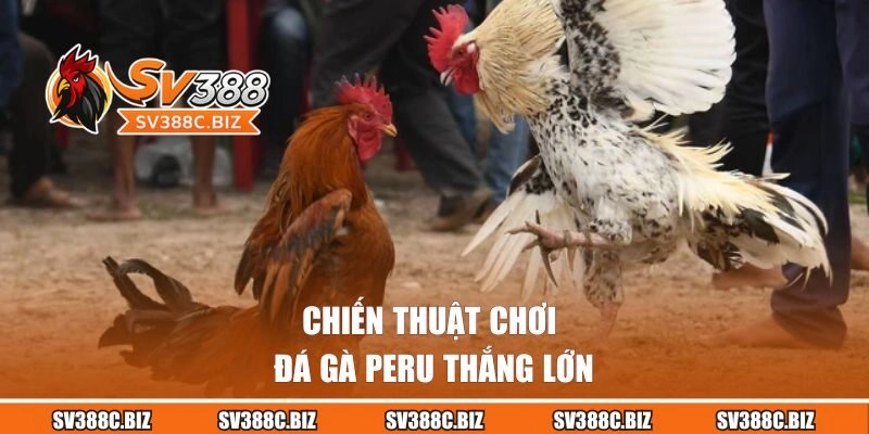Chiến thuật chơi đá gà Peru thắng lớn
