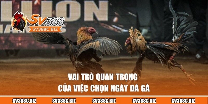 Tầm quan trọng của việc chọn ngày đá gà chuẩn