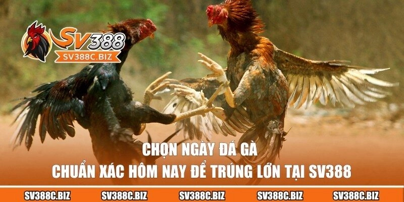 Chọn Ngày Đá Gà