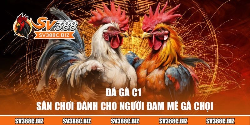 Đá Gà C1