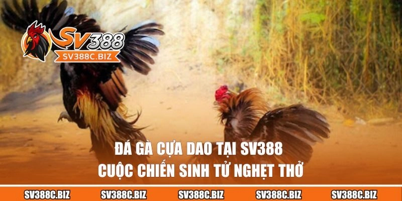 Đá Gà Cựa Dao