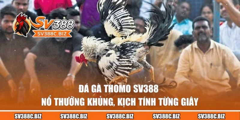 Đá Gà Thomo