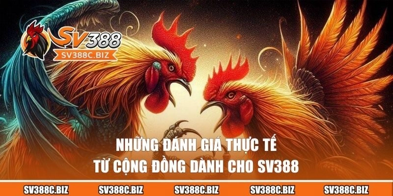Những đánh giá thực tế từ cộng đồng dành cho SV388