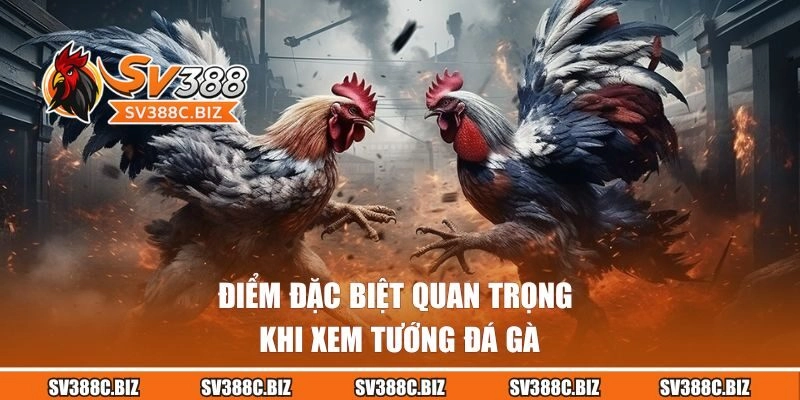 Điểm đặc biệt quan trọng khi xem tướng đá gà
