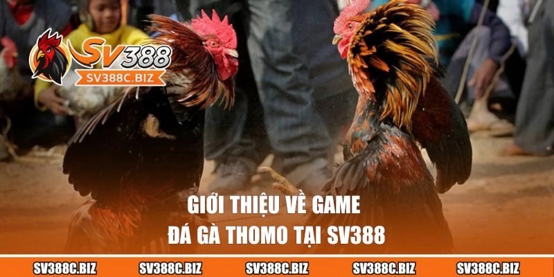 Giới thiệu về game đá gà Thomo tại SV388