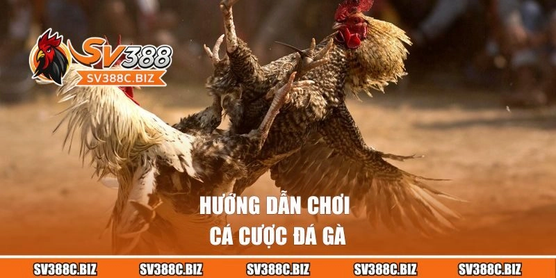 Hướng dẫn chơi cá cược đá gà tại SV388