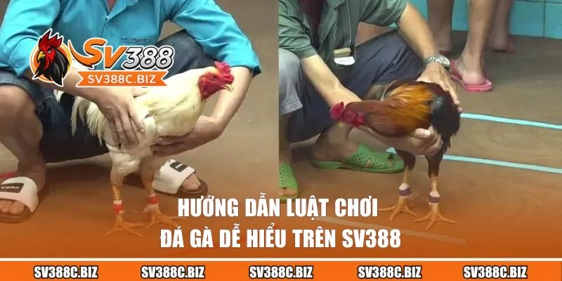 Hướng dẫn luật chơi đá gà dễ hiểu trên SV388