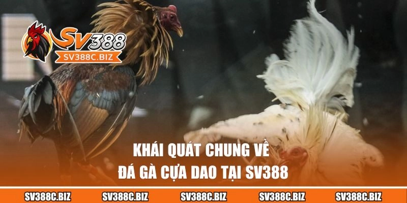 Khái quát chung về đá gà cựa dao tại SV388