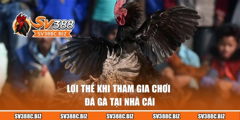Lợi thế khi tham gia chơi đá gà tại nhà cái
