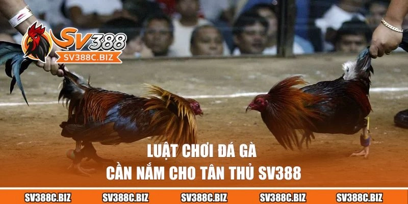 Luật chơi đá gà cần nắm cho tân thủ SV388