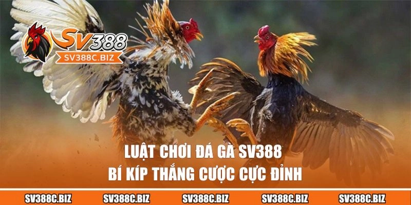 Luật Chơi Đá Gà