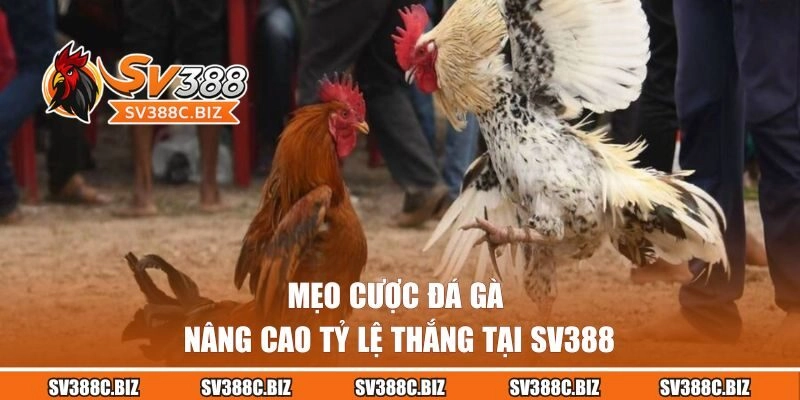 Mẹo cược đá gà nâng cao tỷ lệ thắng tại SV388