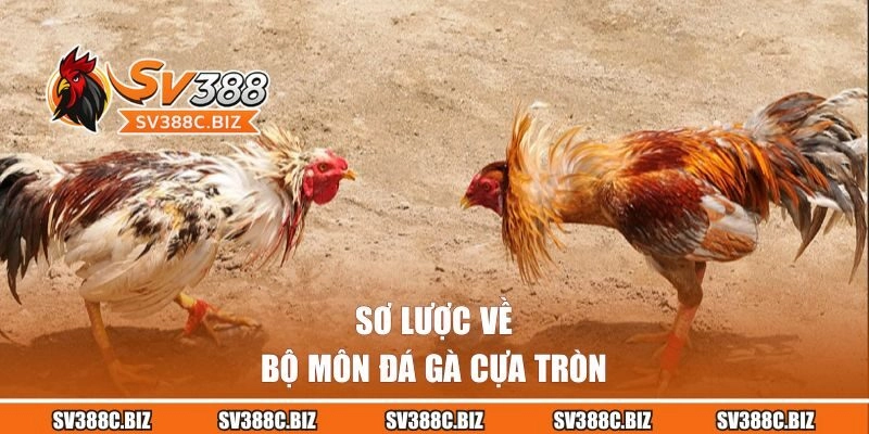 Sơ lược về bộ môn đá gà cựa tròn