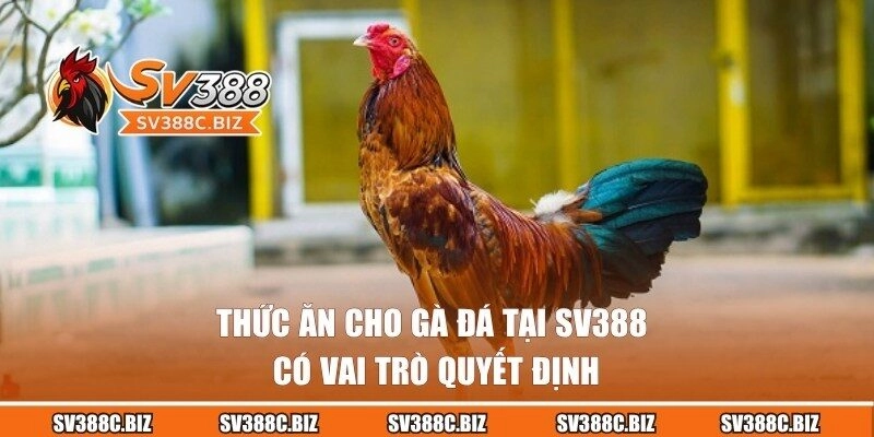 Tầm quan trọng của thức ăn cho gà đá chuẩn dinh dưỡng