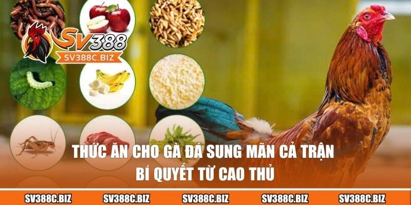 Thức Ăn Cho Gà Đá