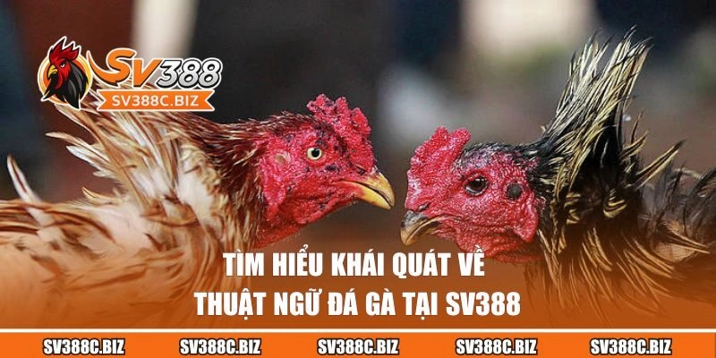 Tìm hiểu khái quát về thuật ngữ đá gà tại SV388