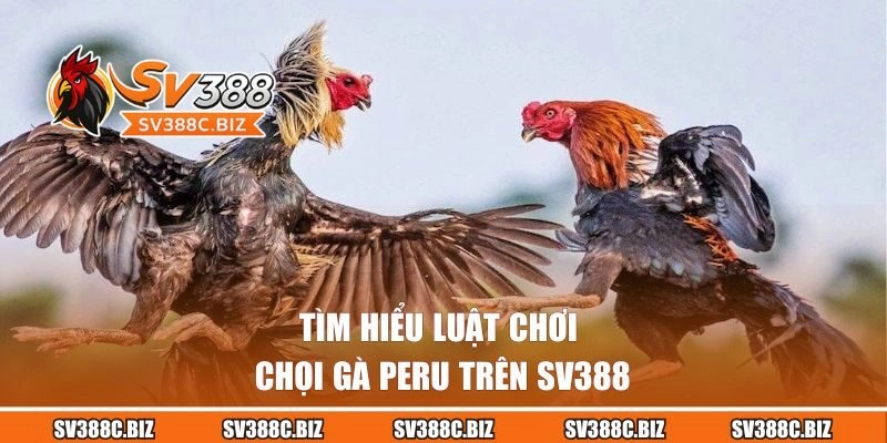Tìm hiểu luật chơi chọi gà Peru trên SV388