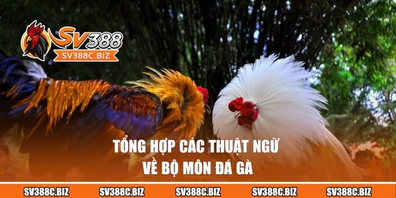 Tổng hợp các thuật ngữ về bộ môn đá gà