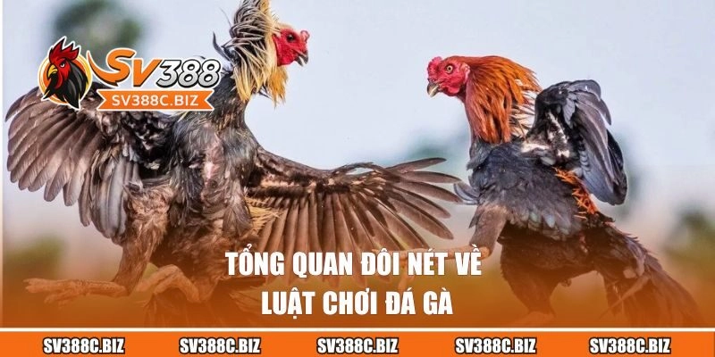 Tổng quan đôi nét về luật chơi đá gà