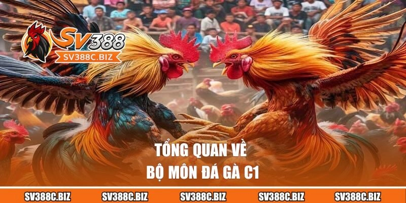 Tổng quan về bộ môn đá gà C1