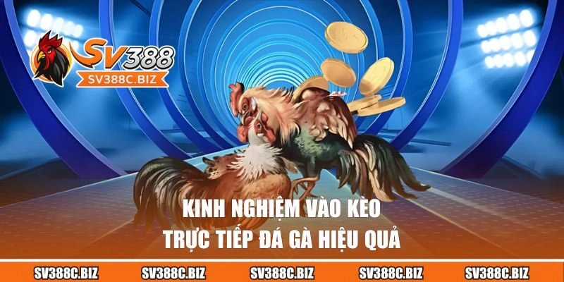 Kinh nghiệm vào kèo đá gà