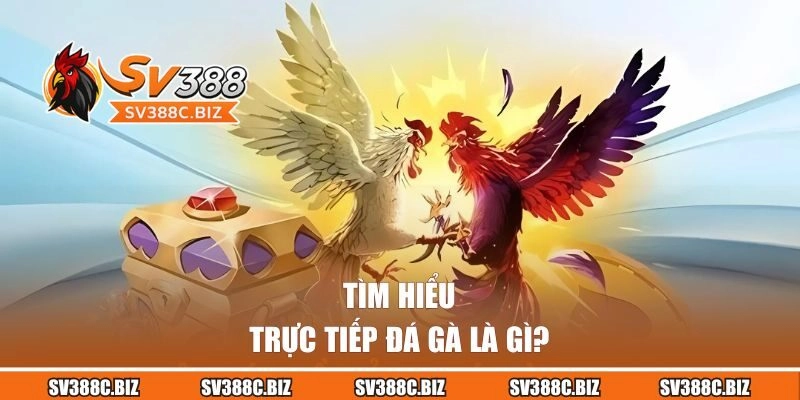 Trực tiếp đá gà là gì?