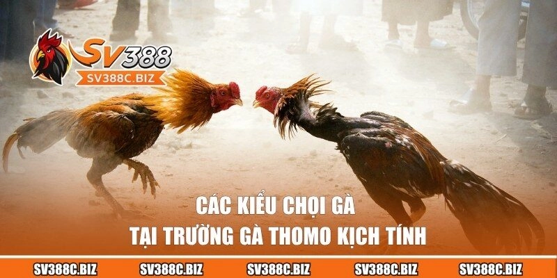 Những hình thức đá gà hấp dẫn tại đấu trường Thomo