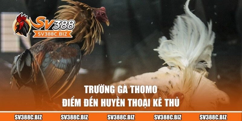 Trường gà Thomo - điểm đến cá cược huyền thoại