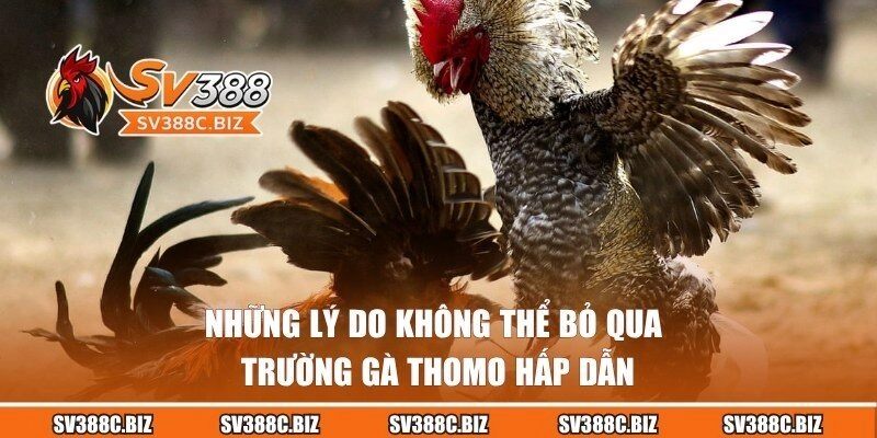 Những trải nghiệm tuyệt vời khi tham gia tại đấu trường Thomo