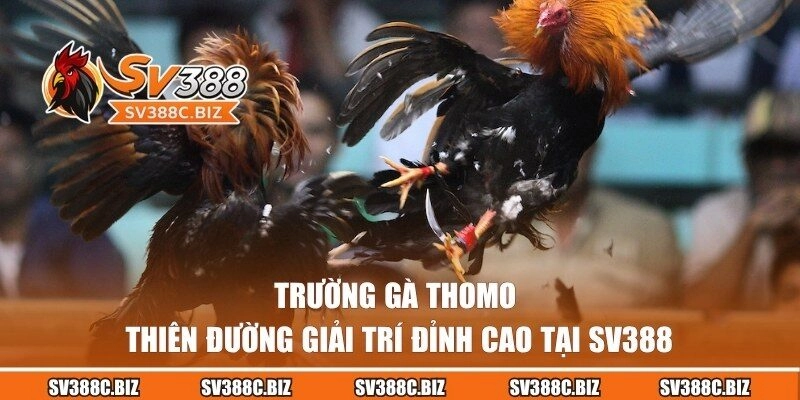 Trường Gà Thomo