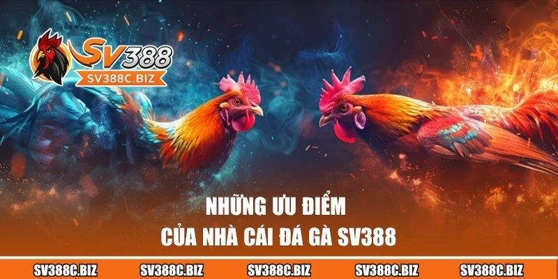 Những ưu điểm nhà cái đá gà SV388 đang sở hữu