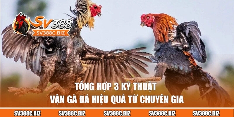 03 kỹ thuật vần chiến kê cực kỳ hiệu quả