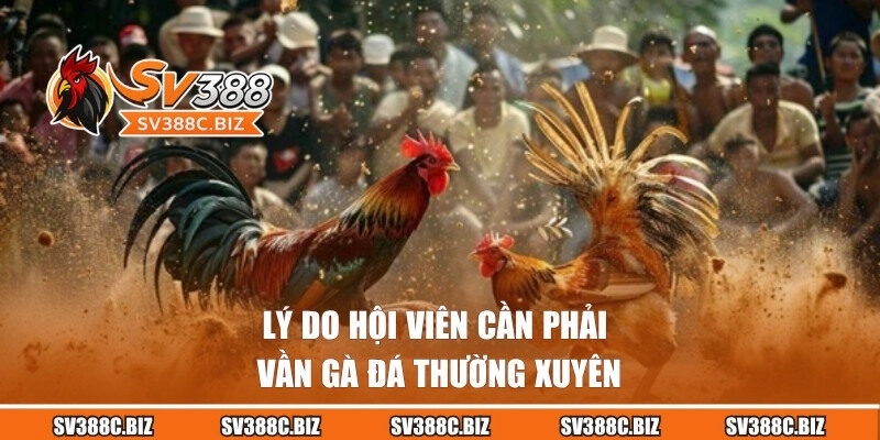 Tầm quan trọng trong việc vần gà đá
