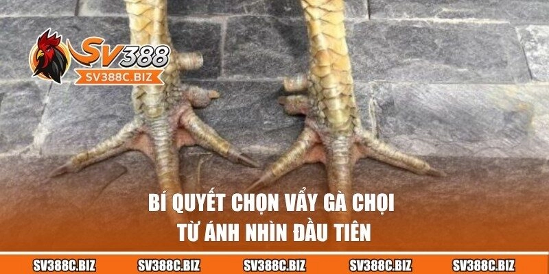 Chia sẻ bí quyết chọn chiến kê khi nhìn vào vảy