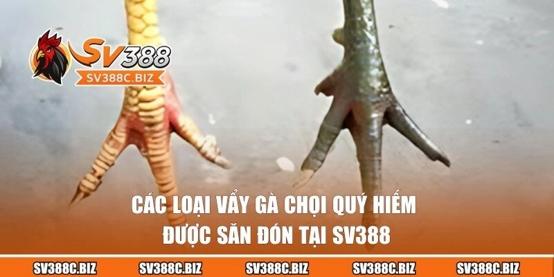 Các loại vẩy gà chọi cực kỳ hiếm luôn được săn đón