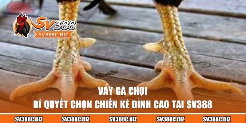 Vẩy Gà Chọi